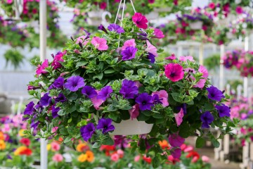 Annuals & Hanging Baskets