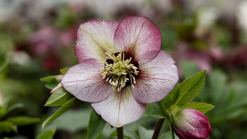 hellebore aka the lenten rose – Whiteford Greenhouse Open Daily! 4554  Whiteford Rd. Toledo, Ohio 43623