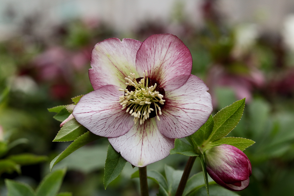 Hellebore-whiteford-greenhouse-3