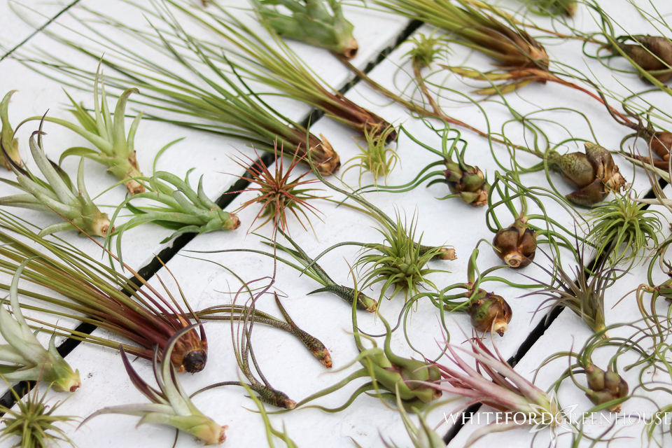 Toledo air plants at Whiteford Greenhouse