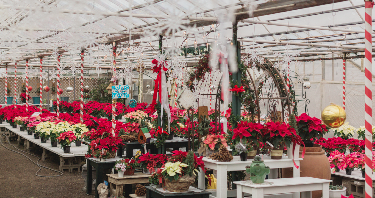 Toledo Sylvania Whiteford Greenhouse Christmas-030