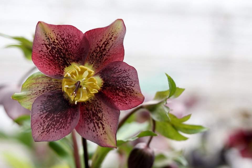 Hellebore-whiteford-greenhouse-4